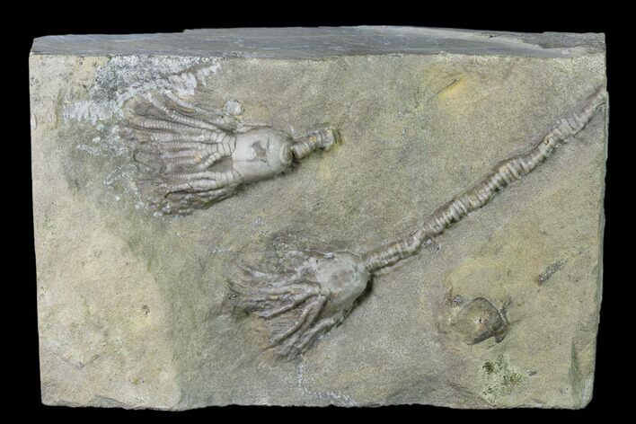 Plate of Platycrinus Crinoid Fossils - Montana #138501